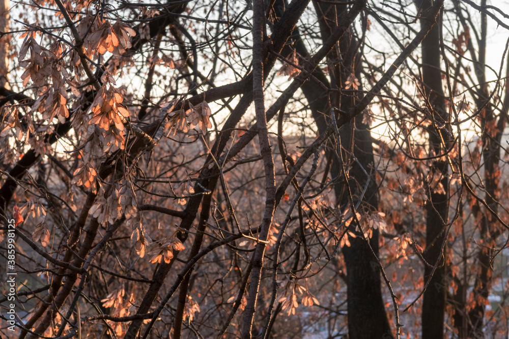 Dry seeds of ash tree on sunny winter day.