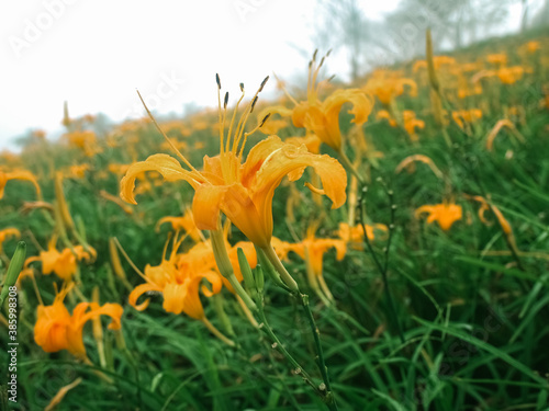 Orange Daylily garden on hill. beautiful orange flower in Taitung, Taiwan.