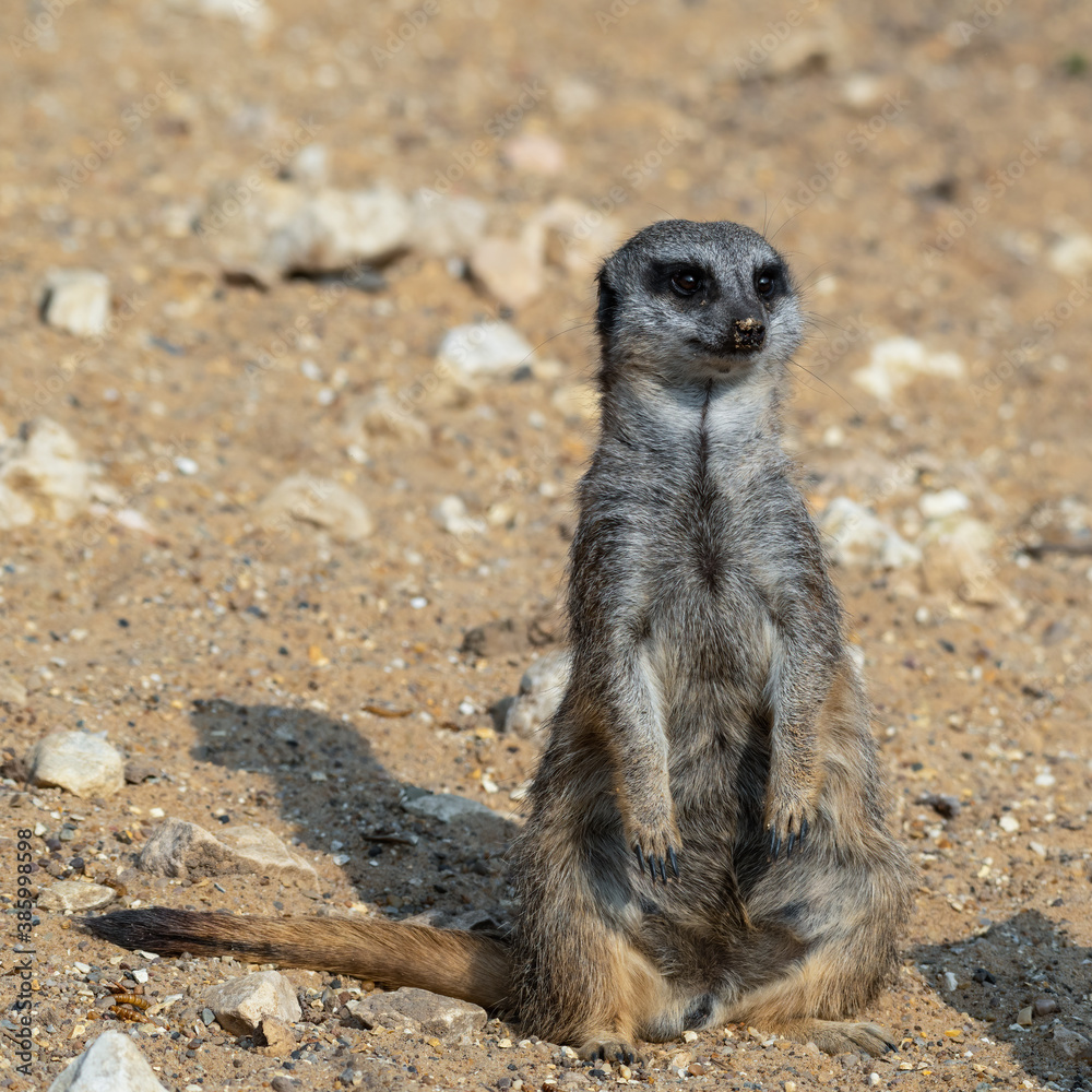 Fototapeta premium Meerkat Sitting on Sandy Ground
