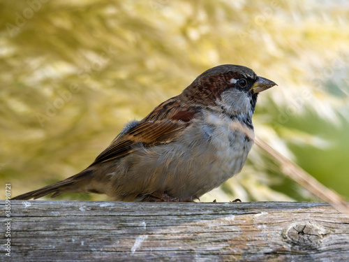 Male Tree Sparrow standing on a Wooden Fence