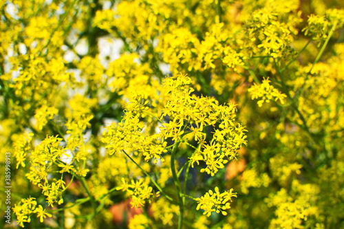 woad in flower (Isatis tinctoria) known also as dyer's woad or glastum. photo