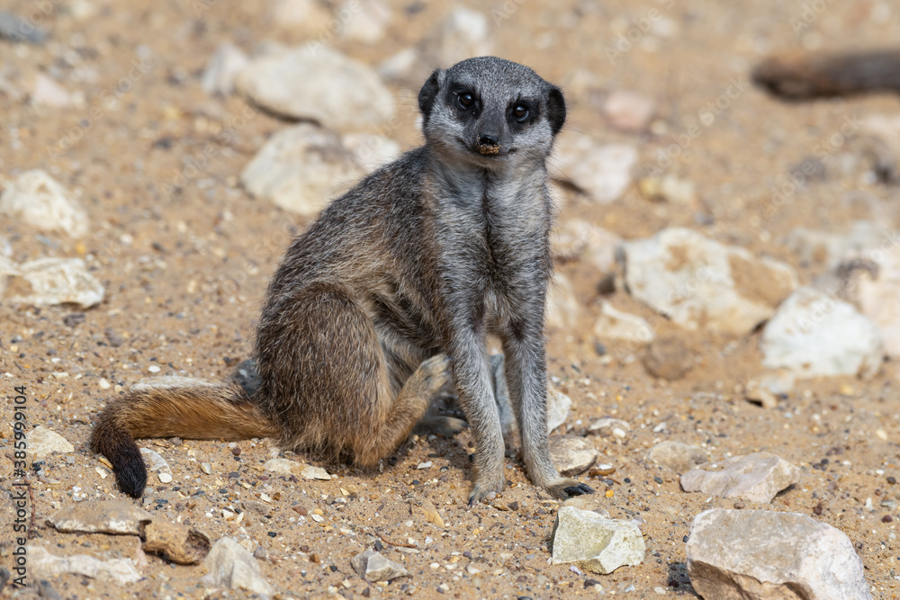 Fototapeta premium Meerkat Sitting on Sandy Ground