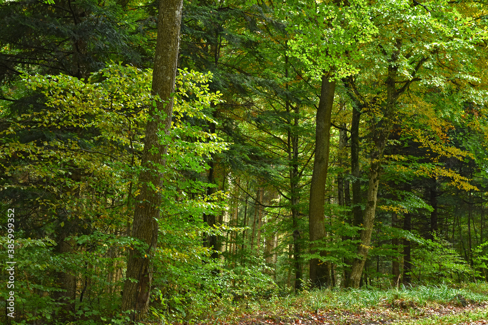 Obraz premium Herbstwald im Oktober