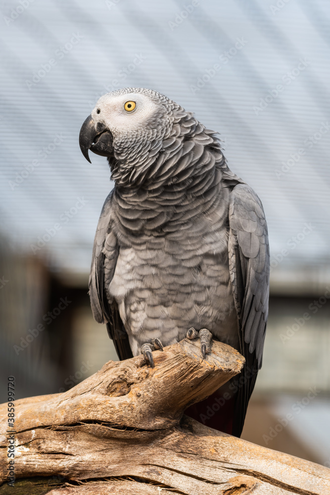 African Grey Parrot Sat on a Perch
