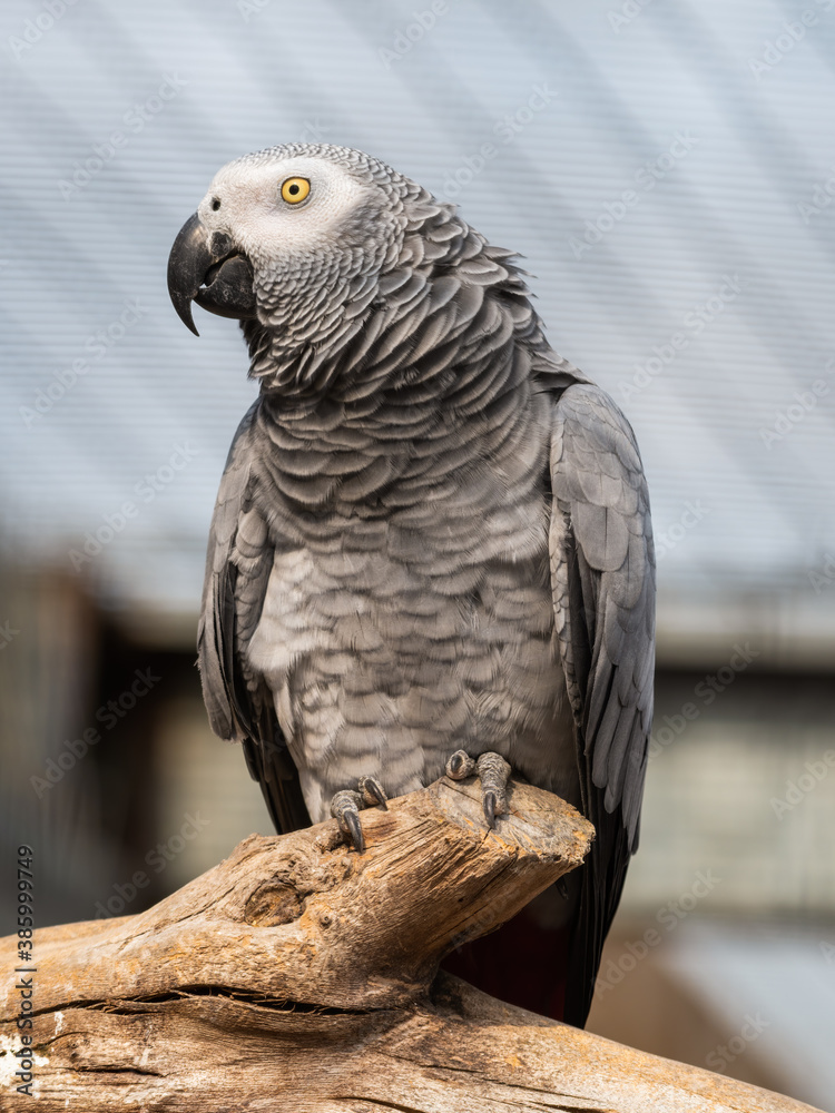 Obraz premium African Grey Parrot Sat on a Perch