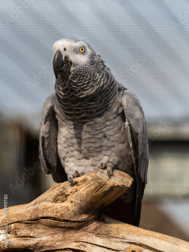 African Grey Parrot Sat on a Perch