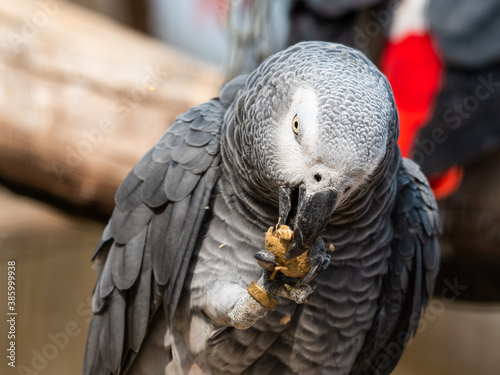 African Grey Parrot Feeding on a Monkey Nut