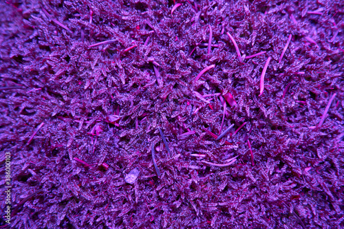 Top view of purple lighted moss on forest floor. texture.