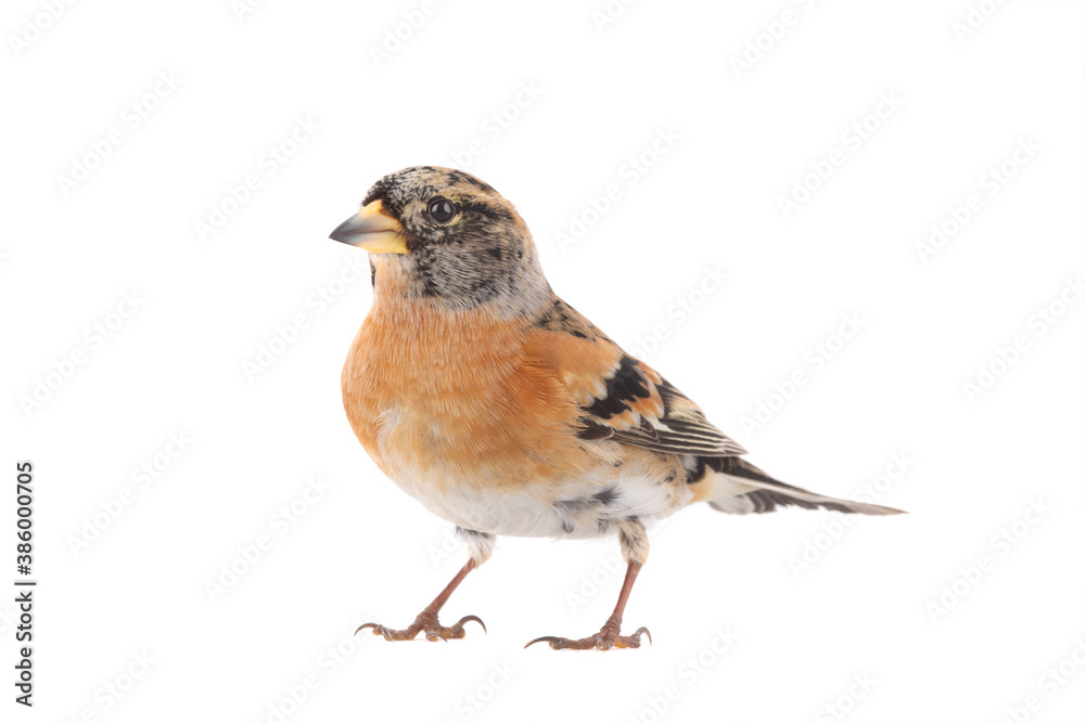 brambling bird isolated on white background. brambling bird isolated on white background.