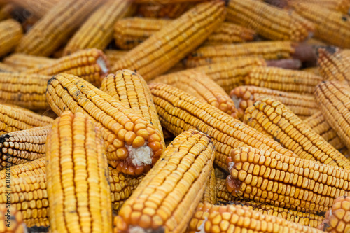 Maize