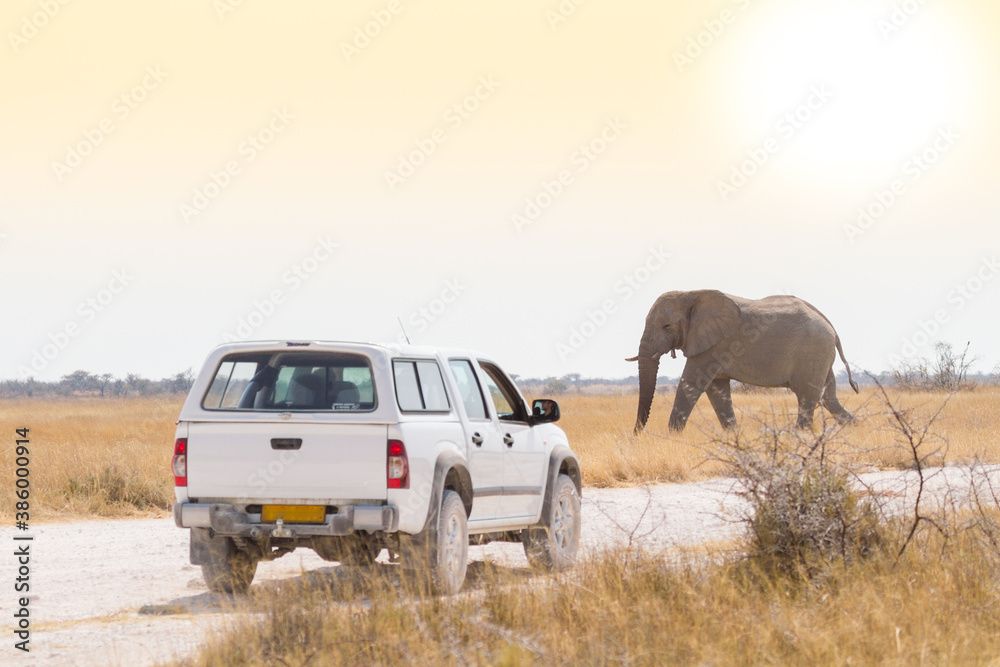 Fototapeta Auf Safari in Namibia
