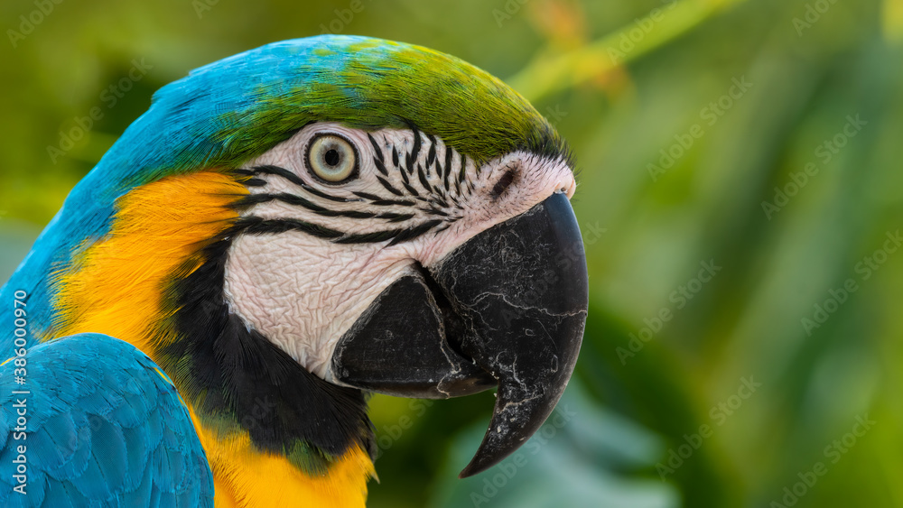 Blue and Yellow Macaw Close Up Side Profile Blue and Yellow Macaw Close Up Side Profile