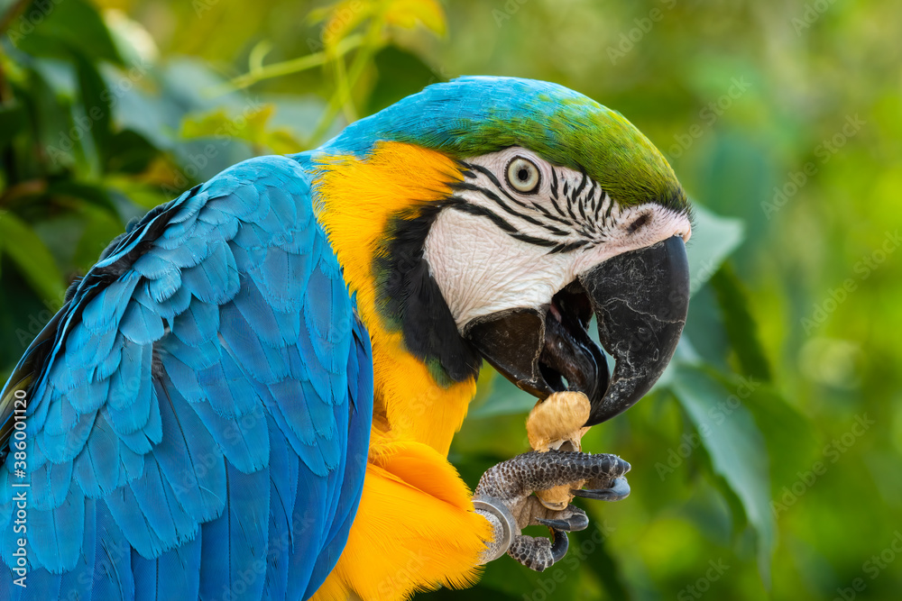 Blue and Yellow Macaw Feeding on a Monkey Nut