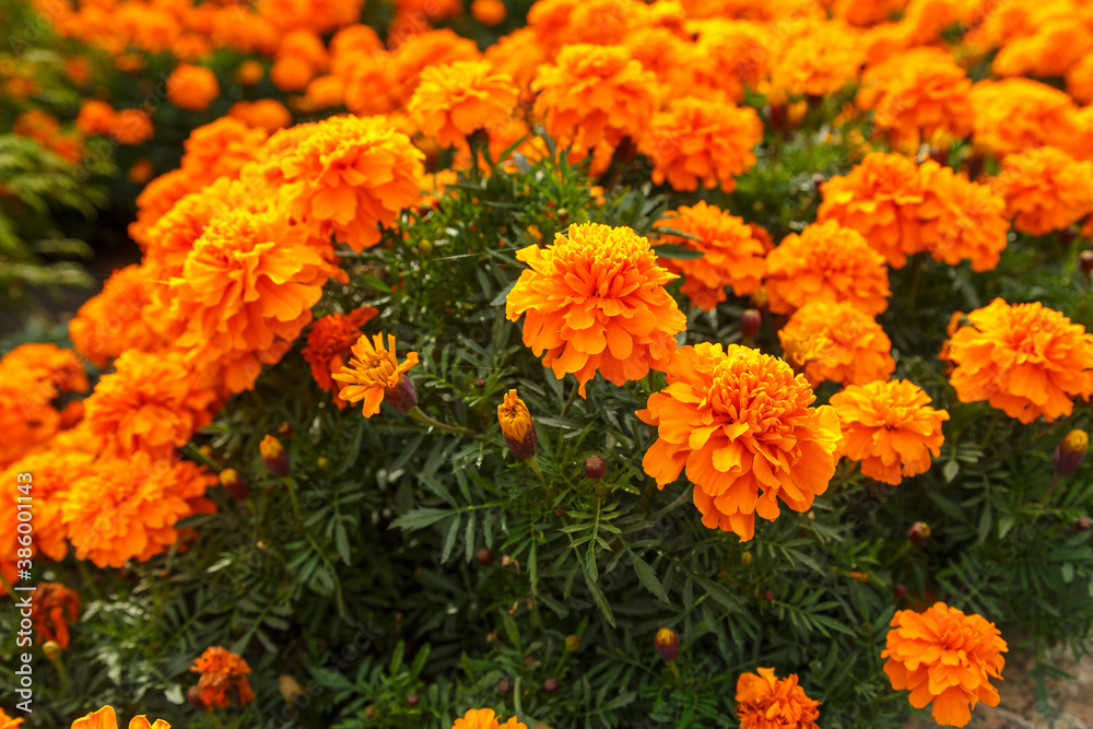 Orange flowers of calendula officinalis in the garden lawn. Orange flowers of calendula officinalis in the garden lawn.