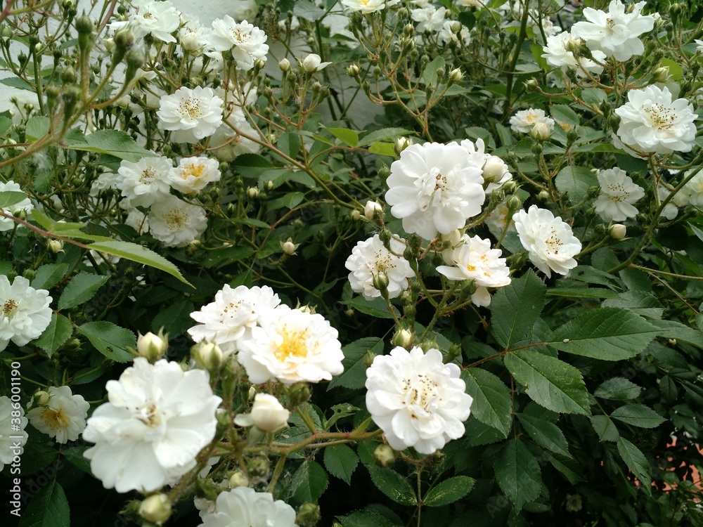 Rose, Kletterrose, weiß Rose, Kletterrose, weiß