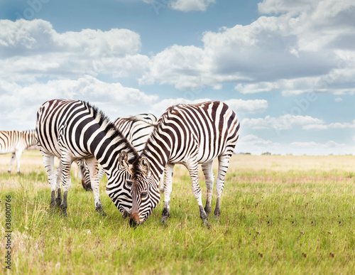 Backgound of steppe with zebras
