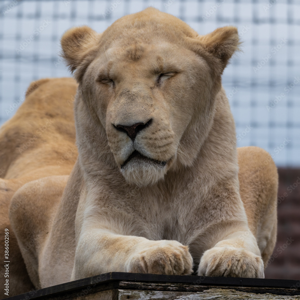 Obraz premium Majestic White Lion Close Up Portrait