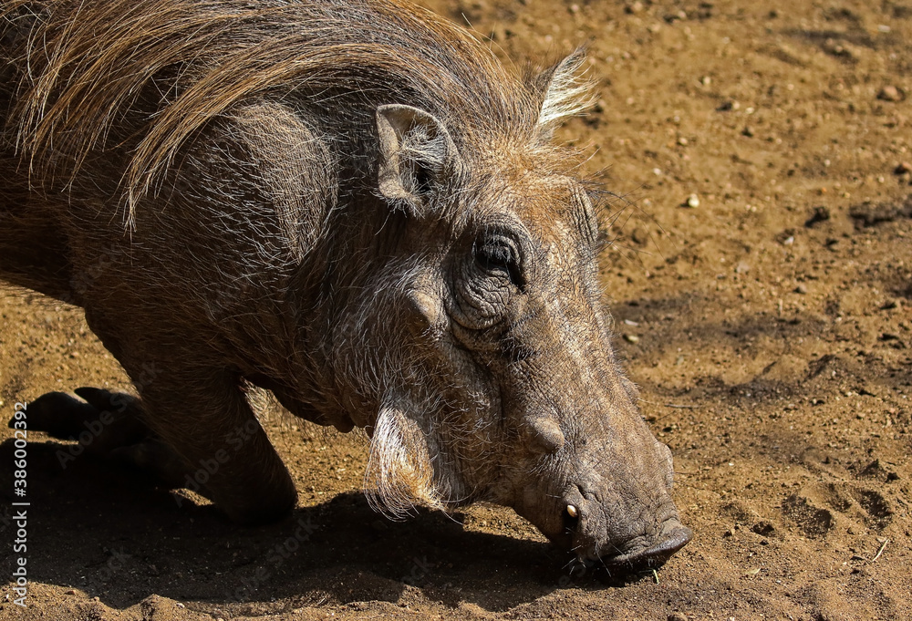 A warthog foraging for food in the african plains A warthog foraging for food in the african plains