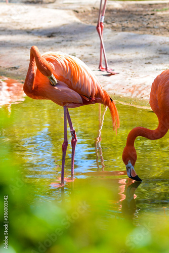 flamingo in the zoo