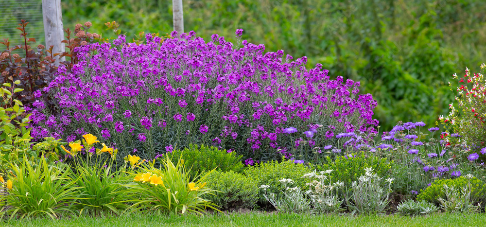 Fototapeta Bowles' Mauve; purple flowers in the field