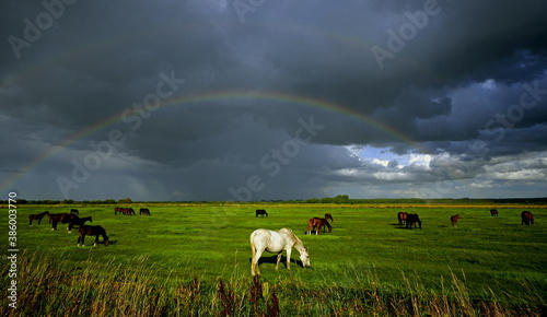 Fototapeta Naklejka Na Ścianę i Meble -  Horses under a rainbow