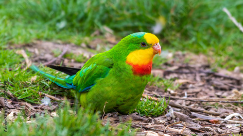 Barraband's Parrot Foraging on the Ground photo