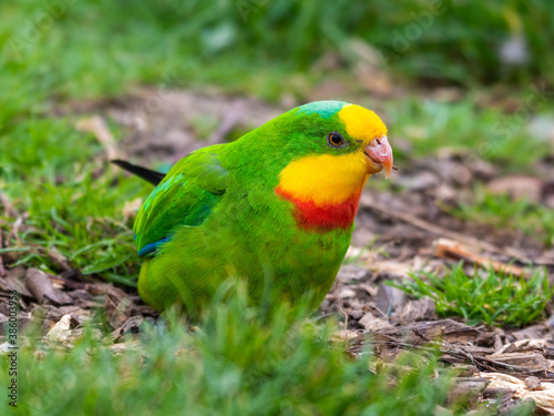 Barraband s Parrot Foraging on the Ground