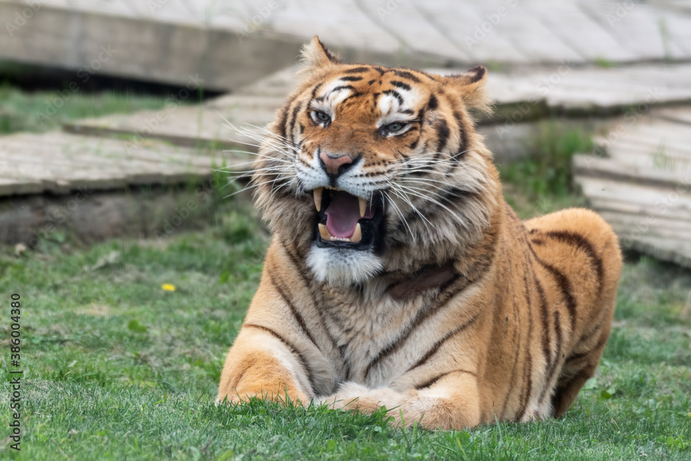 Obraz premium Gorgeous Bengal Tiger Resting on Grass and Showing its Teeth