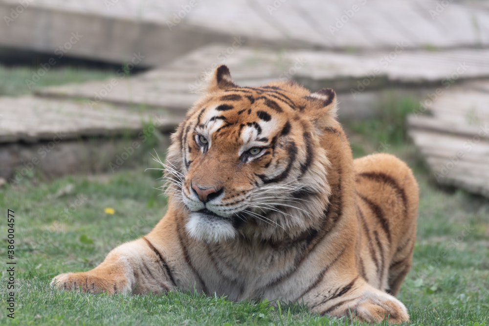 Fototapeta premium Gorgeous Bengal Tiger Resting on Grass