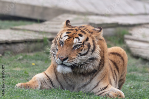 Gorgeous Bengal Tiger Resting on Grass