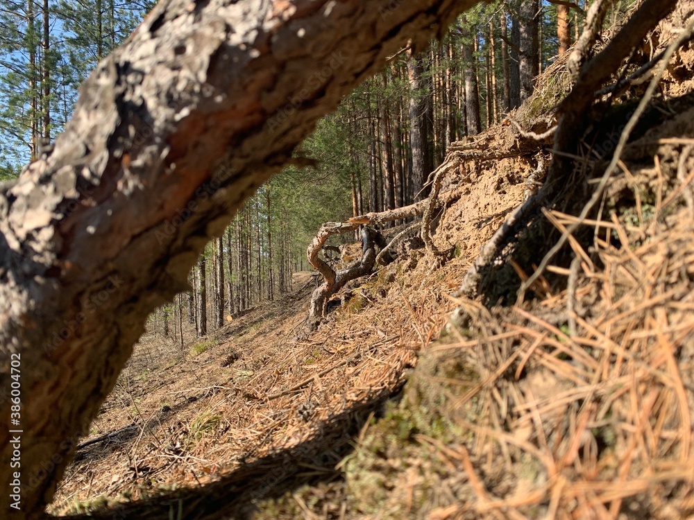 Tree roots