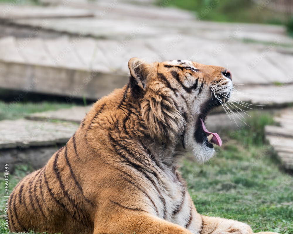 Fototapeta premium Gorgeous Bengal Tiger Resting on Grass and Showing its Teeth