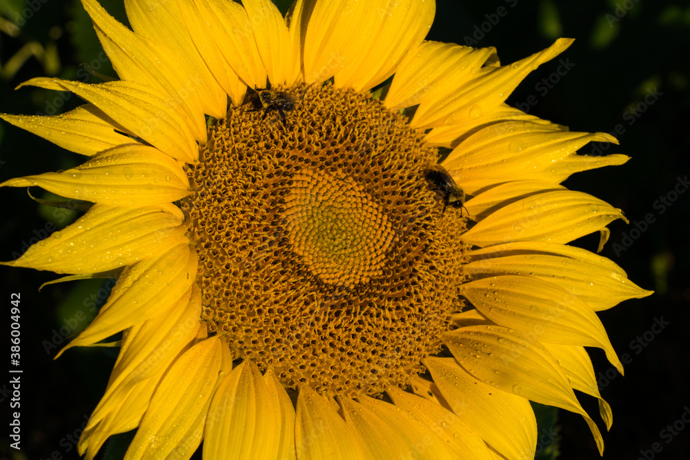 Sunflower Fields Forever Sunflower Fields Forever