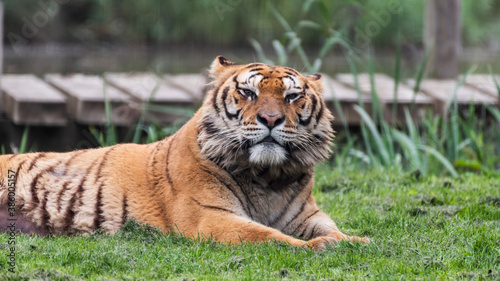 Fototapeta Naklejka Na Ścianę i Meble -  Gorgeous Bengal Tiger Resting on Grass