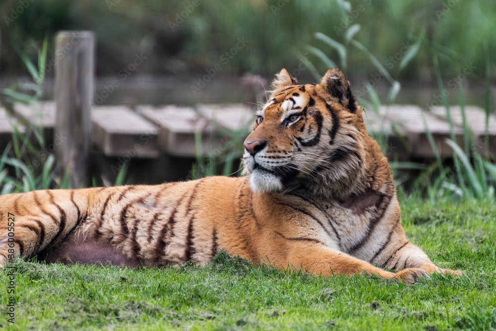 Obraz premium Gorgeous Bengal Tiger Resting on Grass