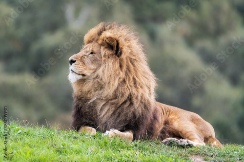 Majestic Male Lion Resting on Grass in the Sun