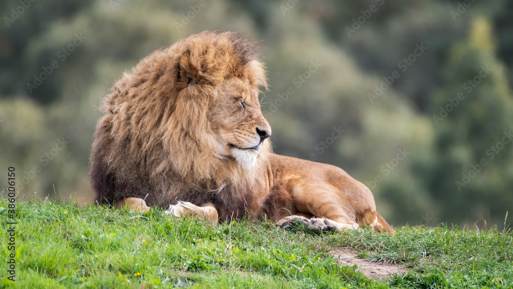 Majestic Male Lion Resting on Grass in the Sun