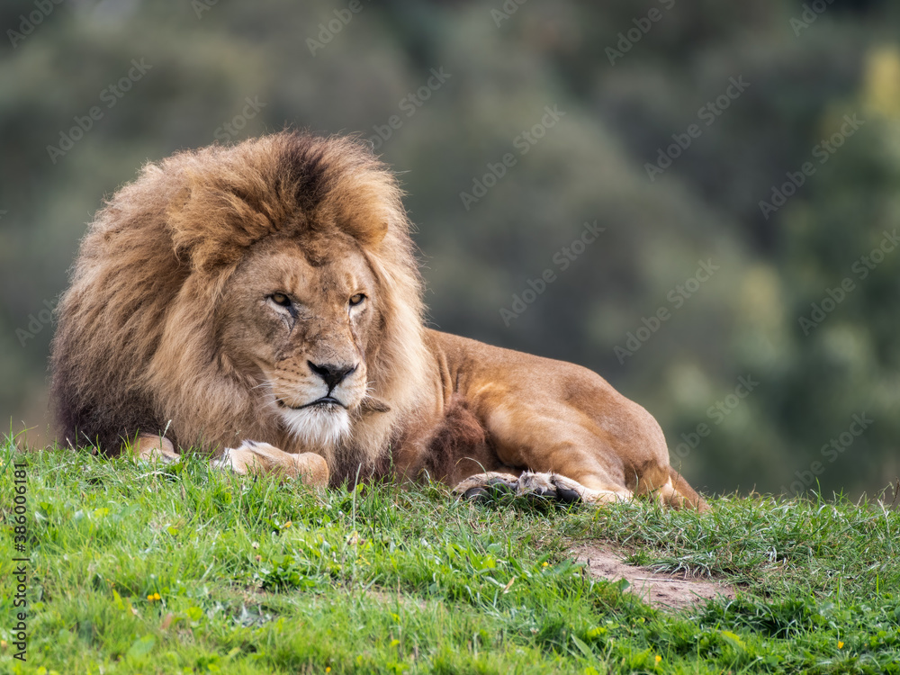 Majestic Male Lion Resting on Grass in the Sun Majestic Male Lion Resting on Grass in the Sun