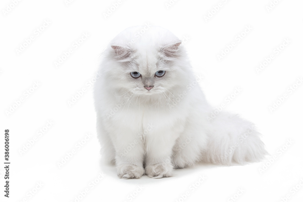 Biały kot długowłosy brytyjski brytyjczyk portret	