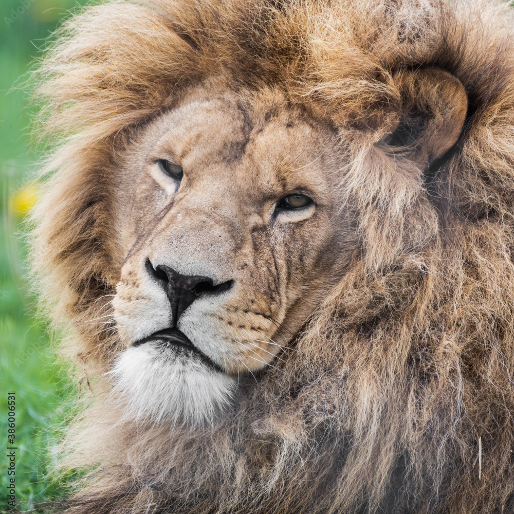 Fototapeta premium Majestic Male Lion Close Up Portrait