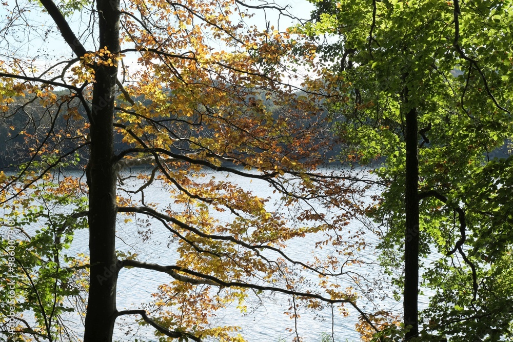 Fototapeta premium Branches of trees with colorful autumn leaves. There is lake in the background.
