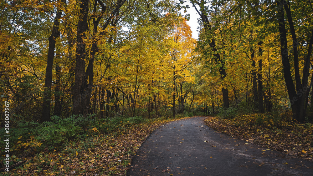 Obraz premium Nice pathway in the fall with brightly colored trees.