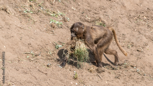 Gelada Monkey Carrying a Lump of Grass in irs Mouth