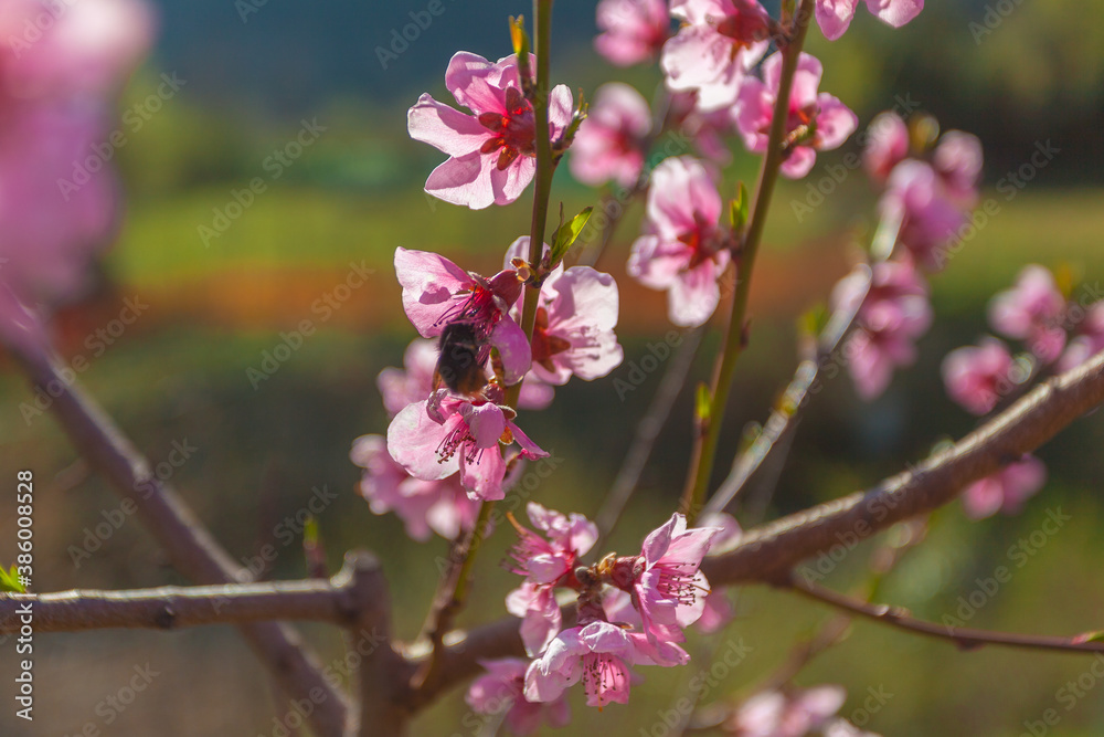 Bumblebee searching for pollen in in a peach blossom, Italy Bumblebee searching for pollen in in a peach blossom, Italy