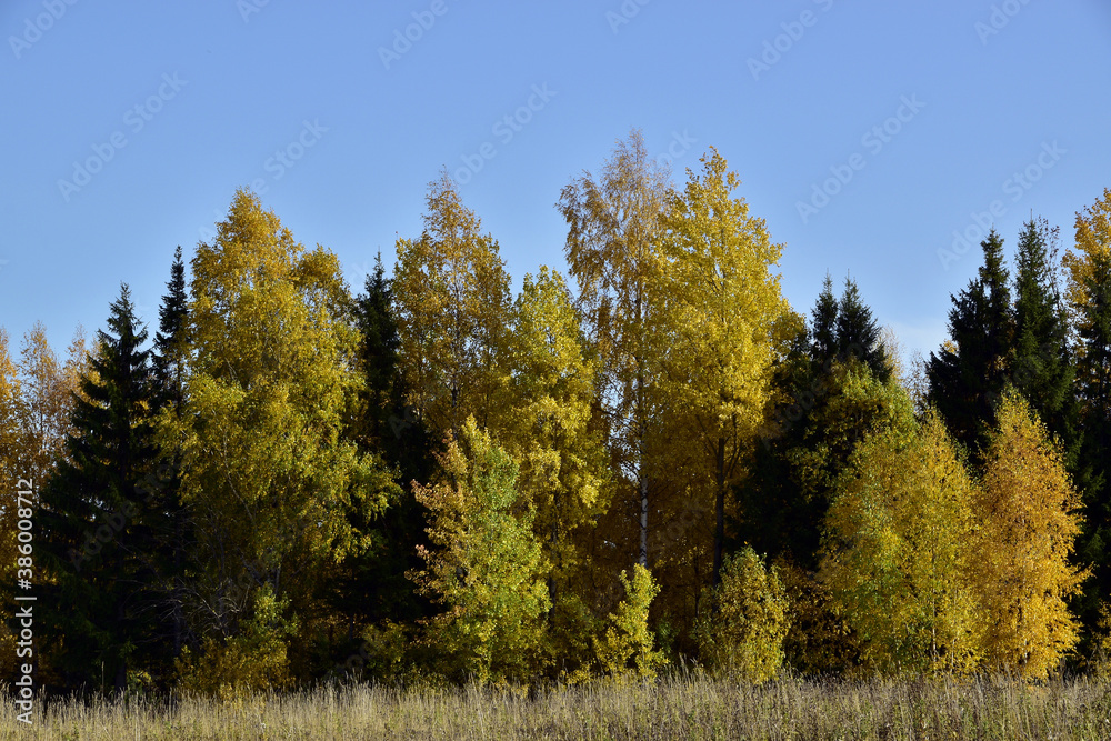 Fototapeta premium A riot of colors in the Ural forest. Autumn is in full swing in the foothills of the Western Urals.