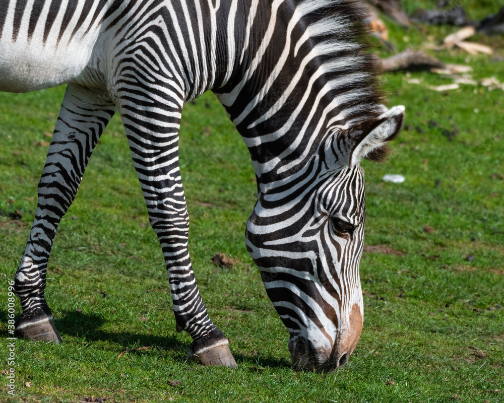 Grevy's Zebra Grazing on Grass Grevy's Zebra Grazing on Grass