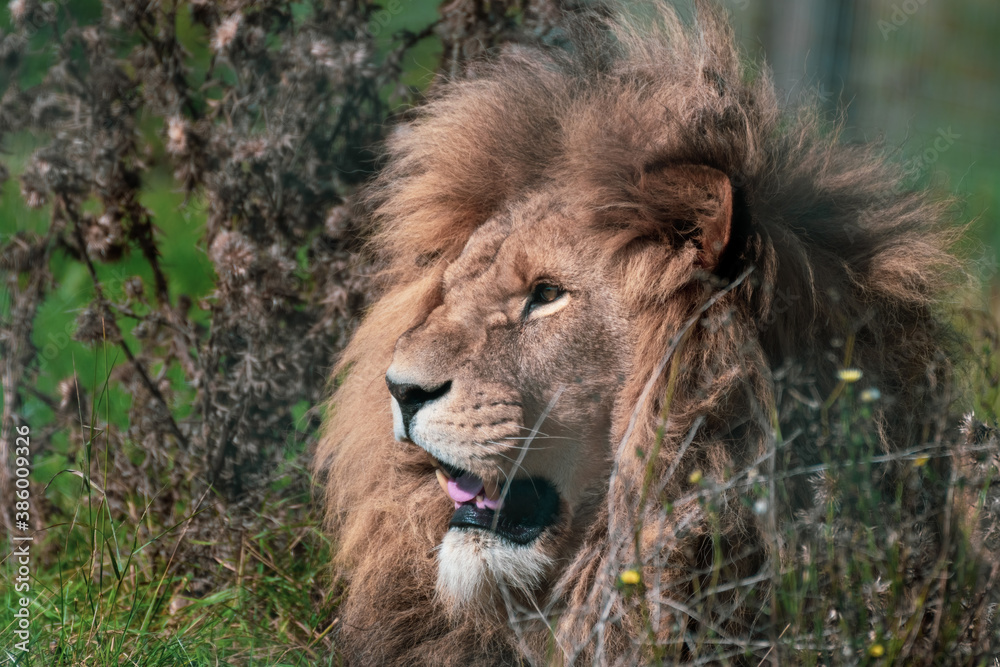 Majestic Male Lion Resting in Tall Grass Majestic Male Lion Resting in Tall Grass
