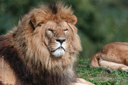 Fototapeta Naklejka Na Ścianę i Meble -  Majestic Male Lion Close Up Portrait