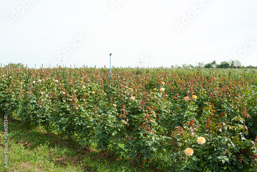 rose plantation