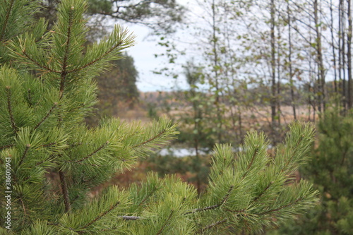 river in the forest